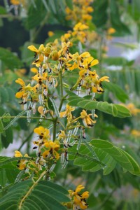 Cassia - marilandica